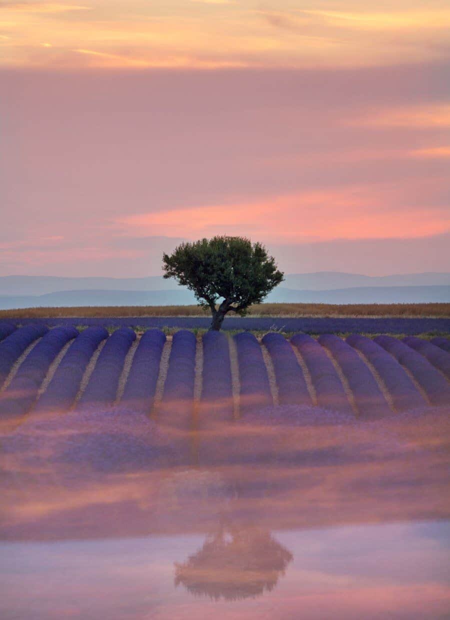 Lavender Fields of Valensole - Places to Photograph in Provence, France 