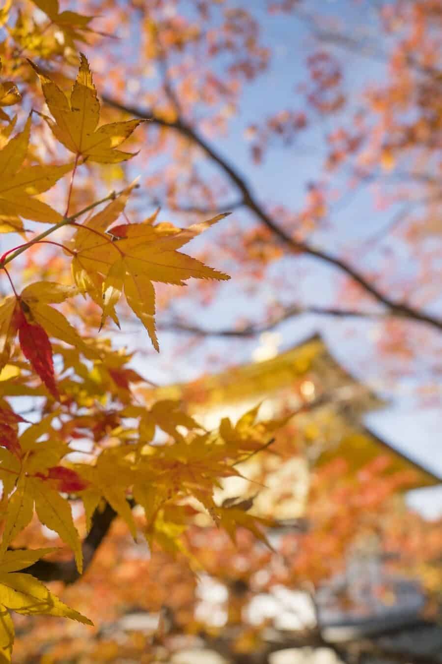 Japan Autumn Travel, Photography spots for autumn foliage in Kyoto and Tokyo
