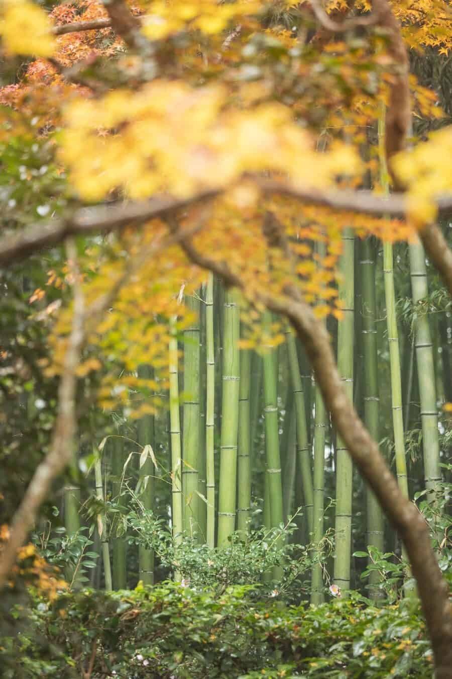 Japan Autumn Travel, Photography spots for autumn foliage in Kyoto and Tokyo