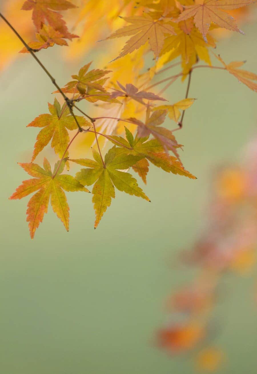 Japan Autumn Travel, Photography spots for autumn foliage in Kyoto and Tokyo