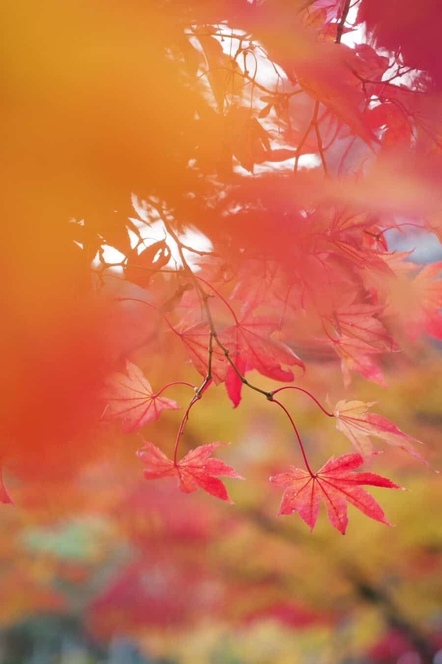 Japan Autumn Travel, Photography spots for autumn foliage in Kyoto and Tokyo