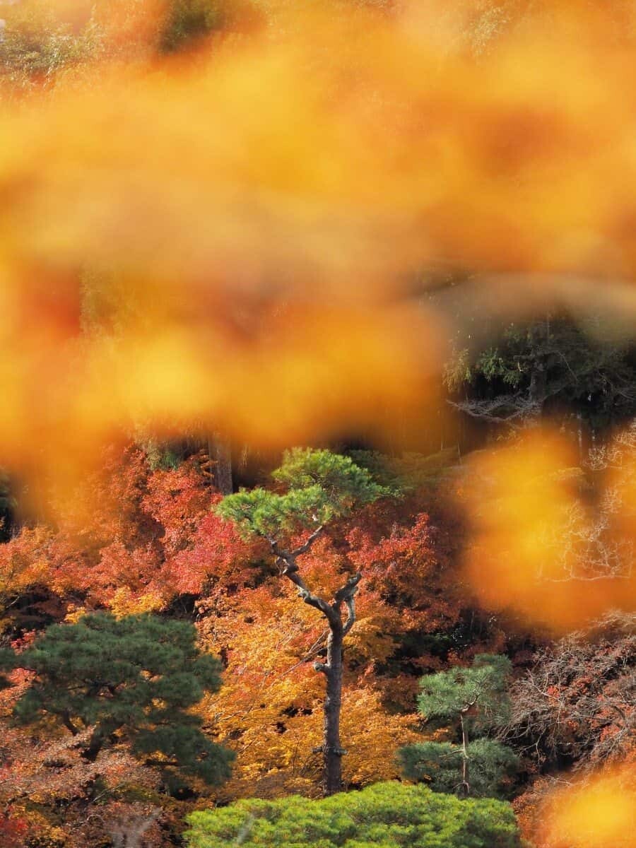 Japan Autumn Travel, Photography spots for autumn foliage in Kyoto and Tokyo