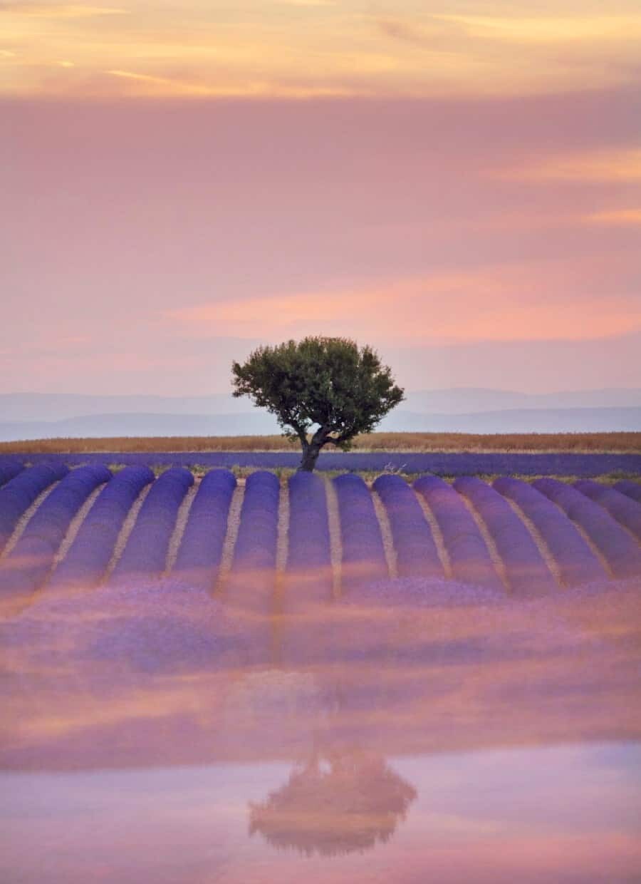 Creating Reflections - Lavender Fields of Provence, France