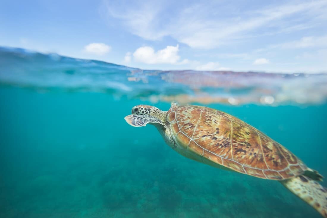 Snorkelling with turtles on the Great Barrier Reef near Cairns, Australia