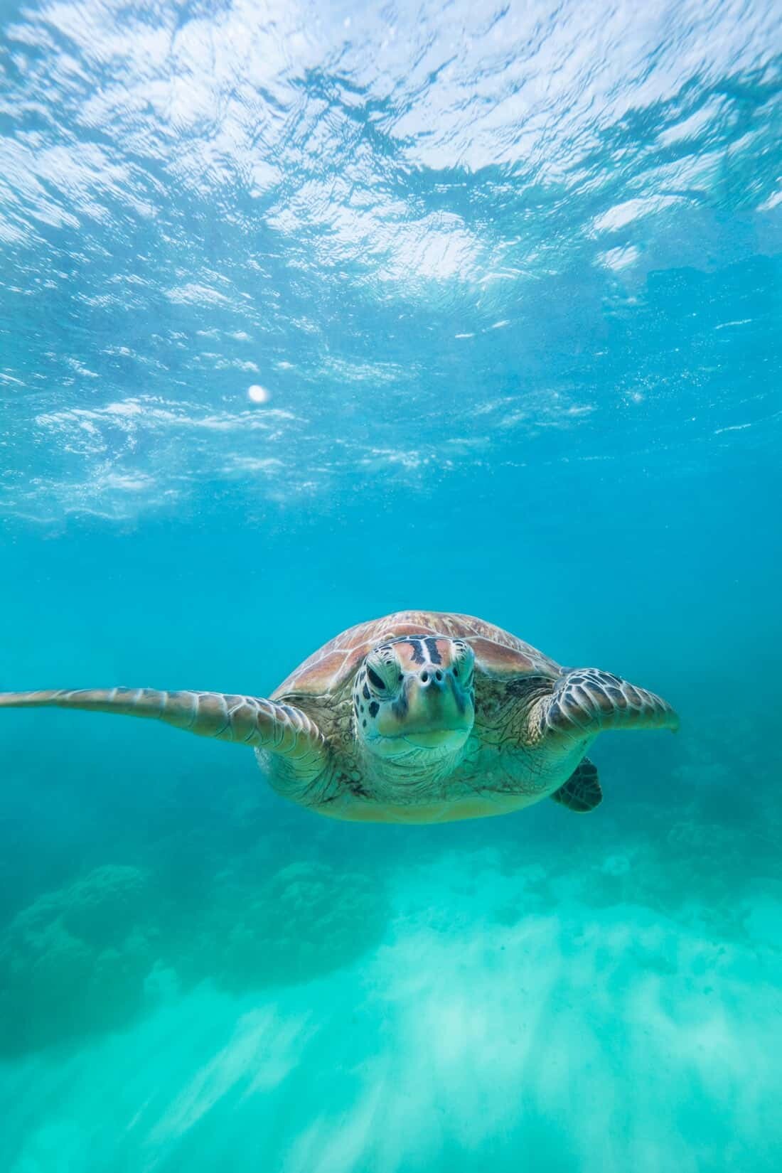 Snorkelling with turtles on the Great Barrier Reef near Cairns, Australia