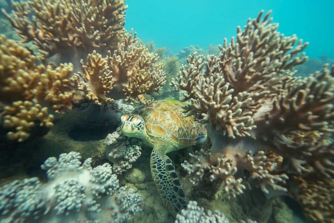 Snorkelling with turtles on the Great Barrier Reef near Cairns, Australia