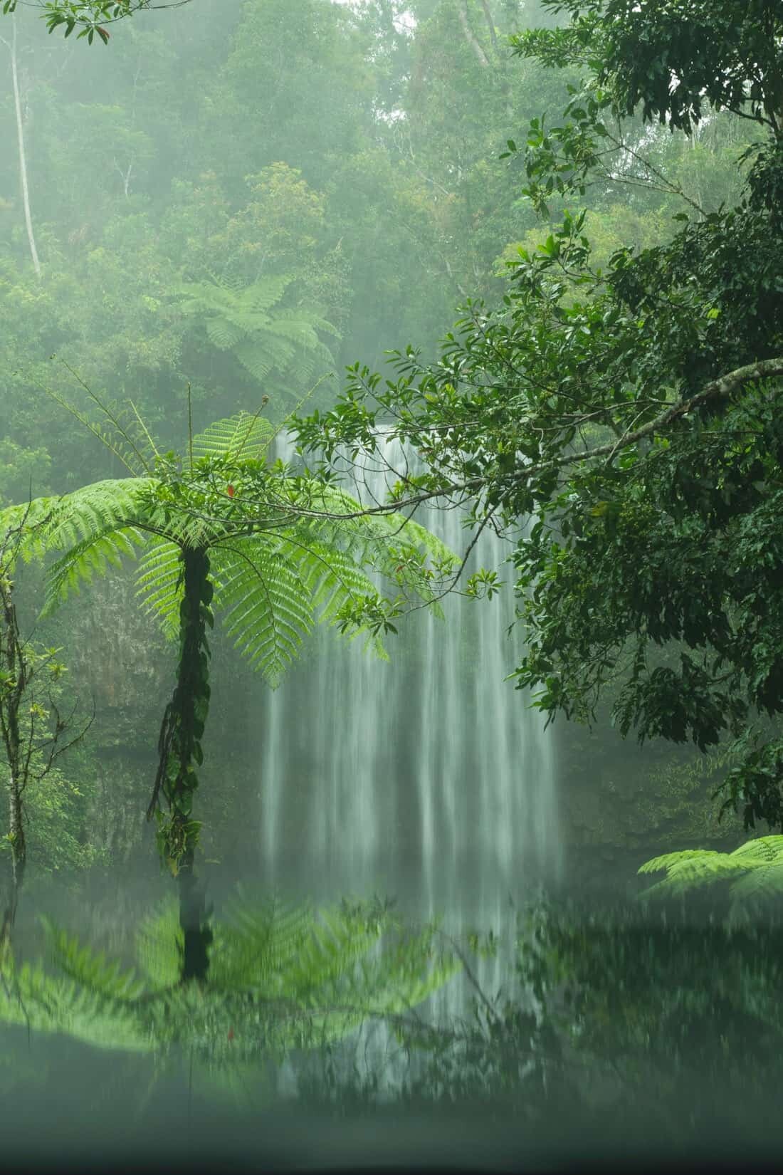 Millaa Millaa Waterfall Tropical North Queensland Photography Locations and Beautiful places