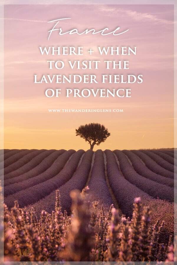 Lavender fields of Provence, France - a guide to when and where to visit for the most beautiful lavender fields in France.