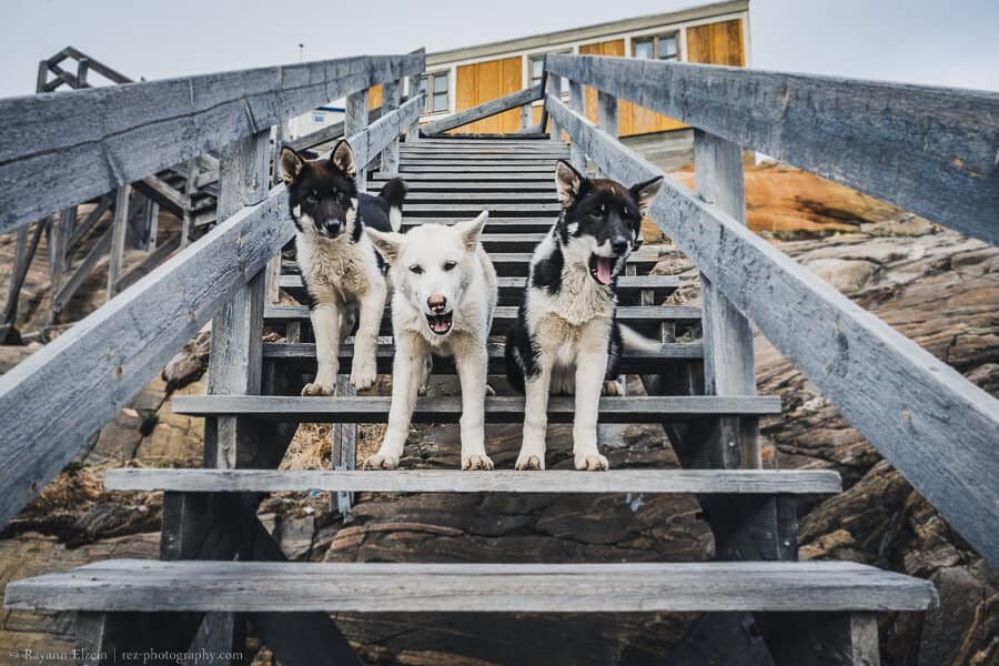 Sled dog puppies on the stairs in Uummannaq, Greenland