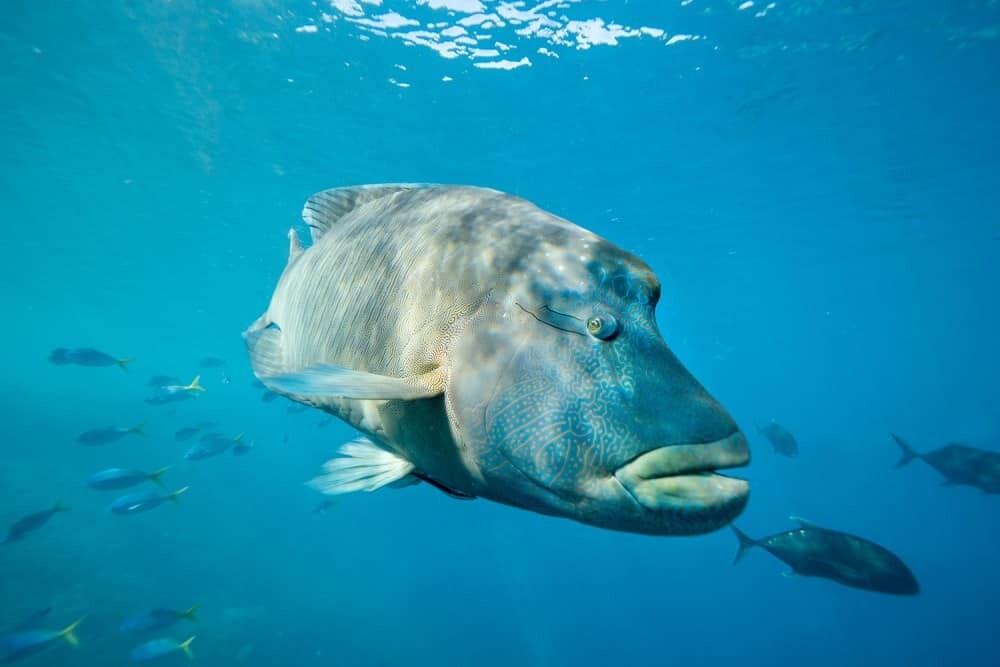 Reefsleep, Great Barrier Reef with Cruise Whitsundays, Airlie Beach