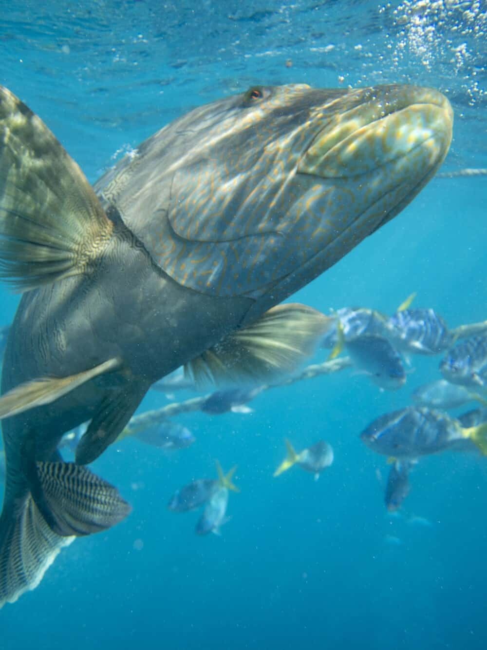 Reefsleep, Great Barrier Reef with Cruise Whitsundays, Airlie Beach