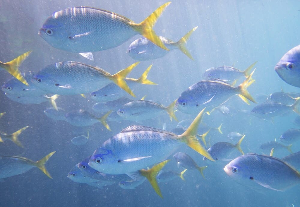 Reefsleep, Great Barrier Reef with Cruise Whitsundays, Airlie Beach