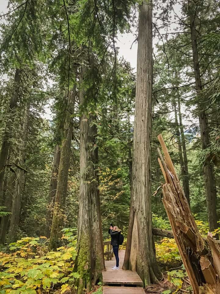 Revelstoke, British Columbia - Giant cedars national park.