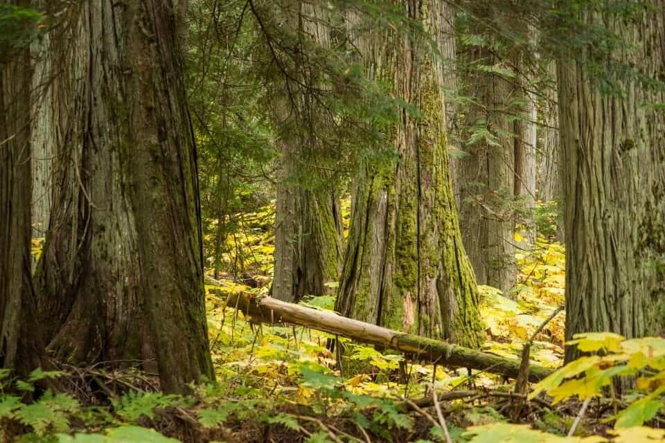 Giant Cedars, Revelstoke, Canada