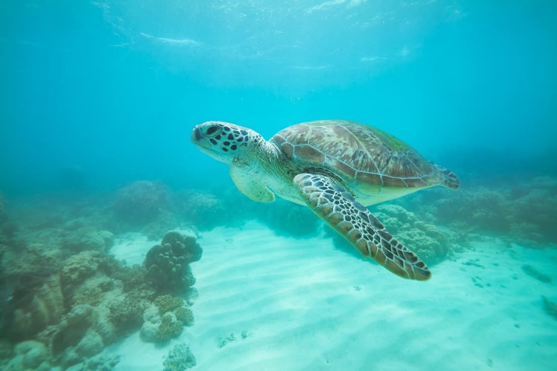 Vanuatu Underwater Photography Retreat