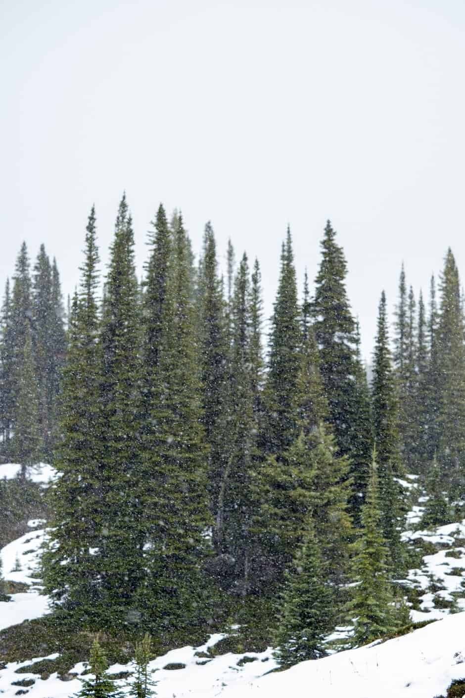 Purcell Mountain Lodge, Golden British Columbia, Canada