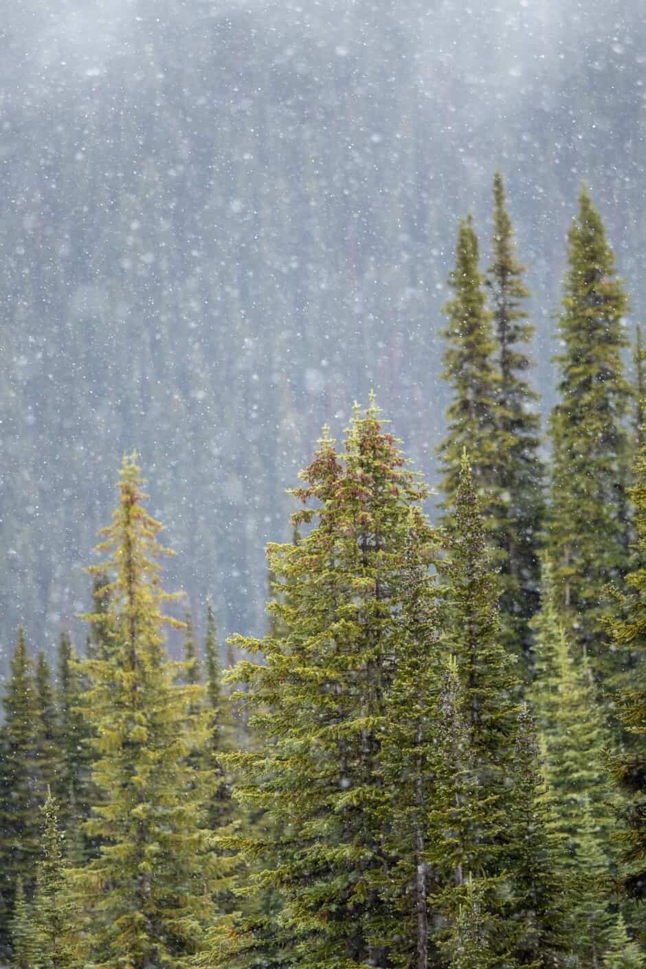 Purcell Mountain Lodge, Golden British Columbia, Canada