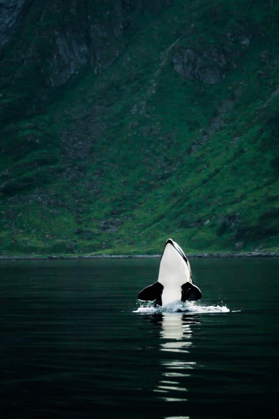 Photographer Neil Bloem Interview - Lofoten Islands