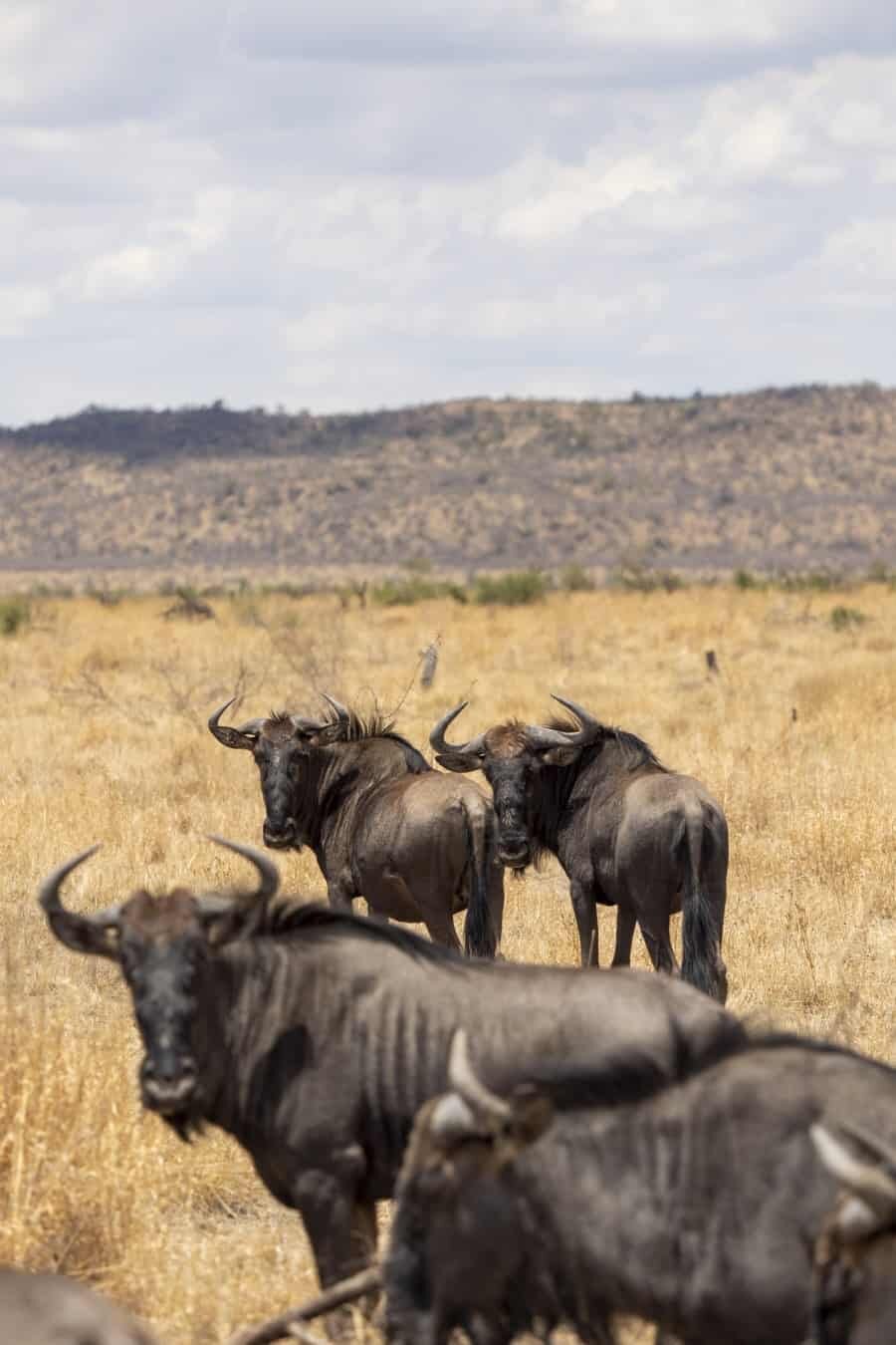 Tau Game Lodge Madikwe Game Reserve, South Africa