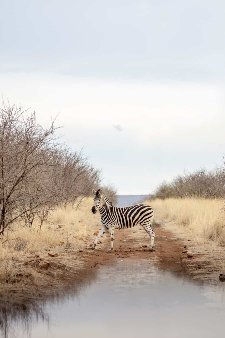 Tau Game Lodge Madikwe Game Reserve, South Africa