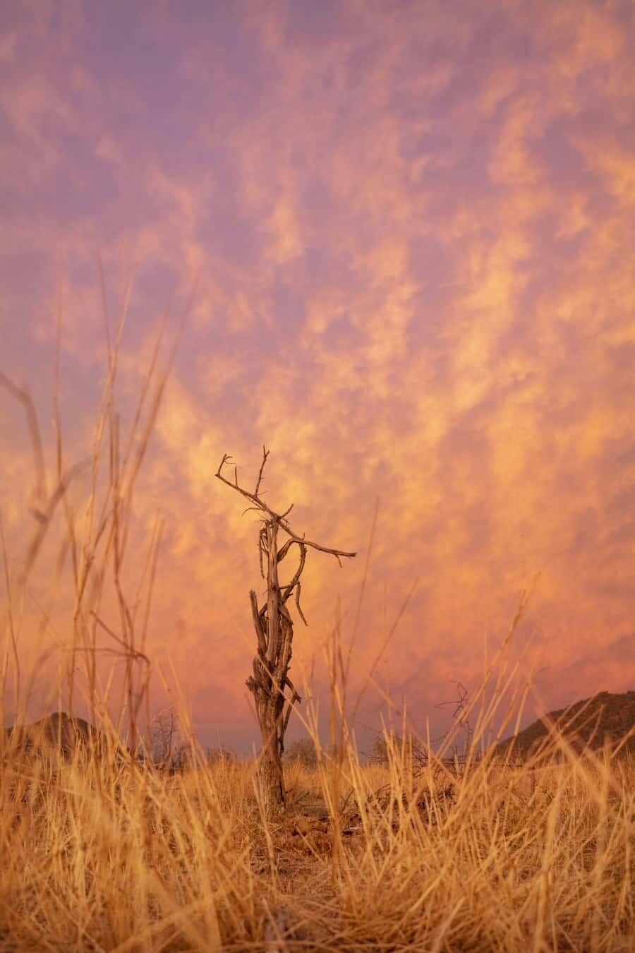 Tau Game Lodge Madikwe Game Reserve, South Africa