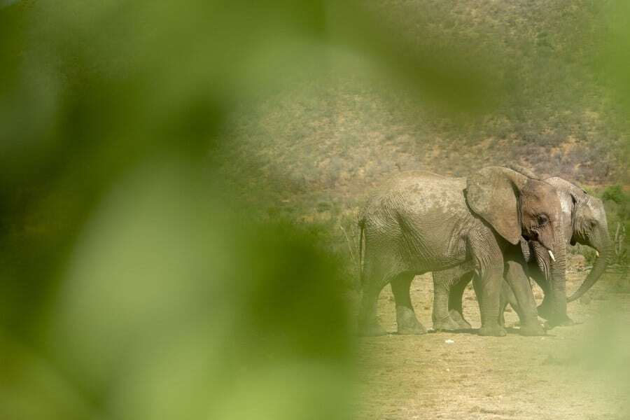 Tau Game Lodge Madikwe Game Reserve, South Africa