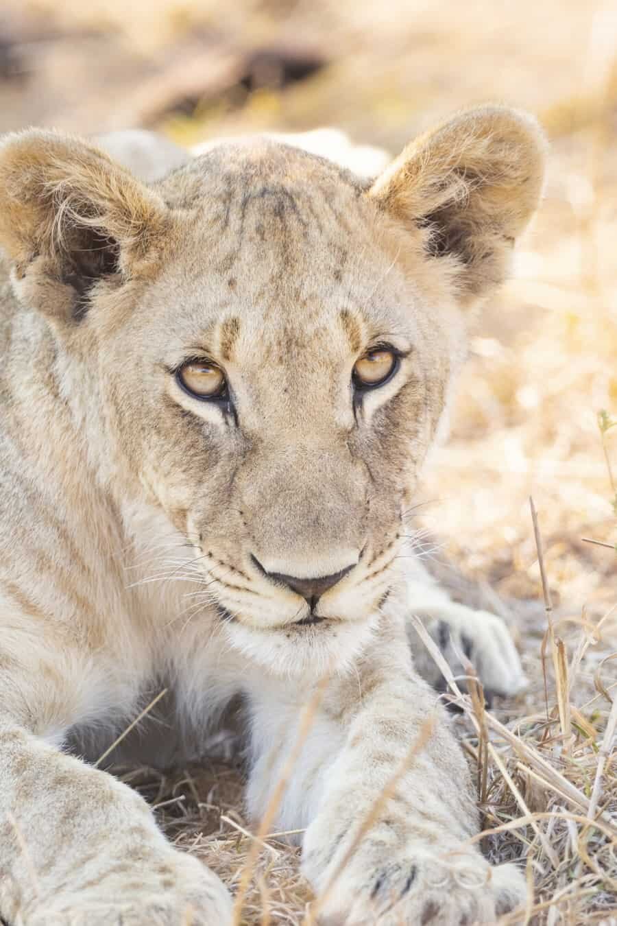 Tau Game Lodge Madikwe Game Reserve, South Africa