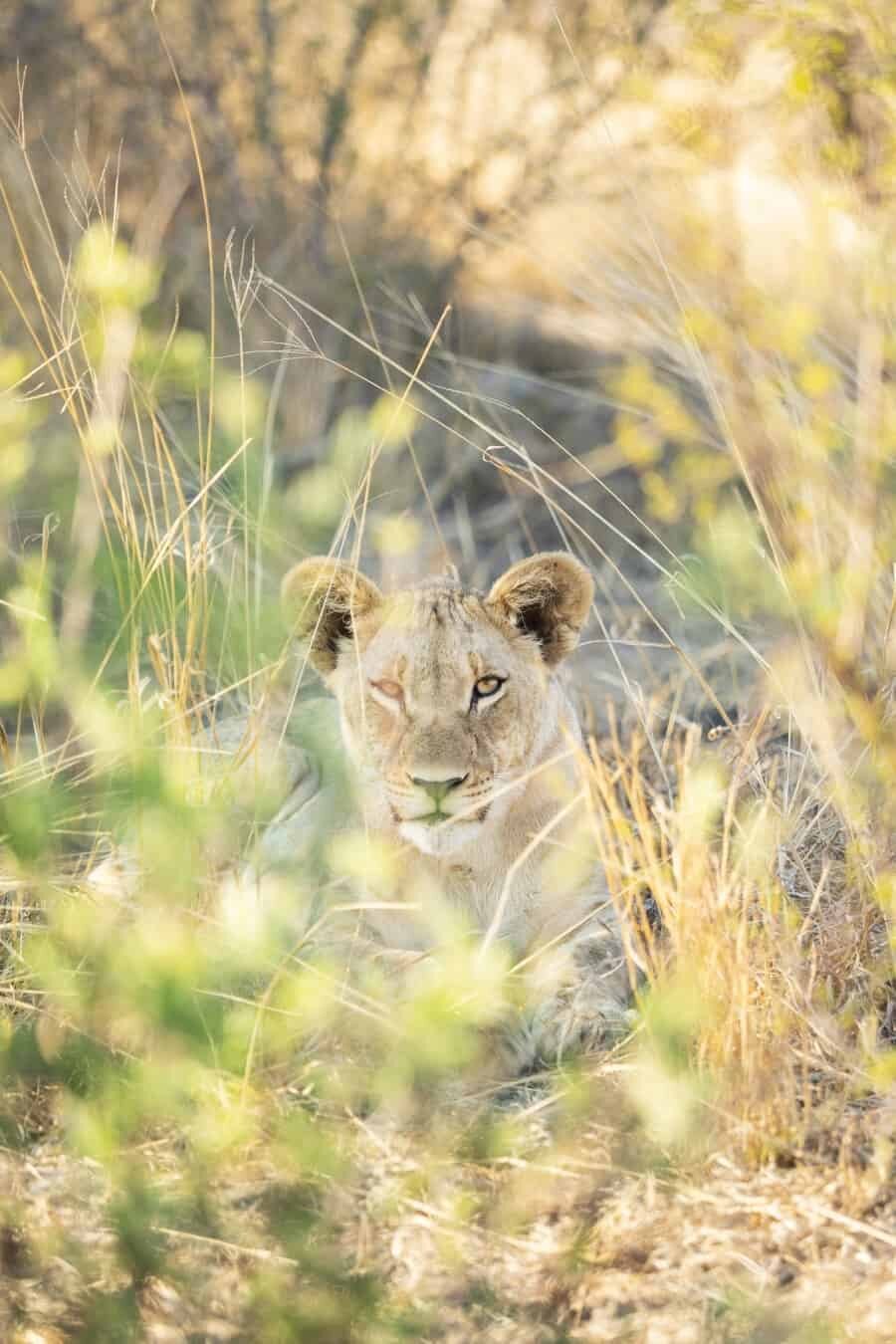 Tau Game Lodge Madikwe Game Reserve, South Africa