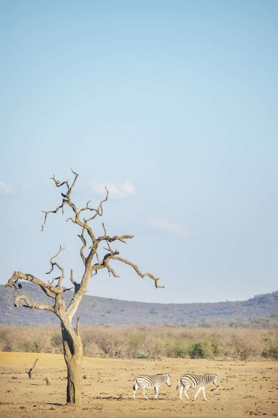 Tau Game Lodge Madikwe Game Reserve, South Africa