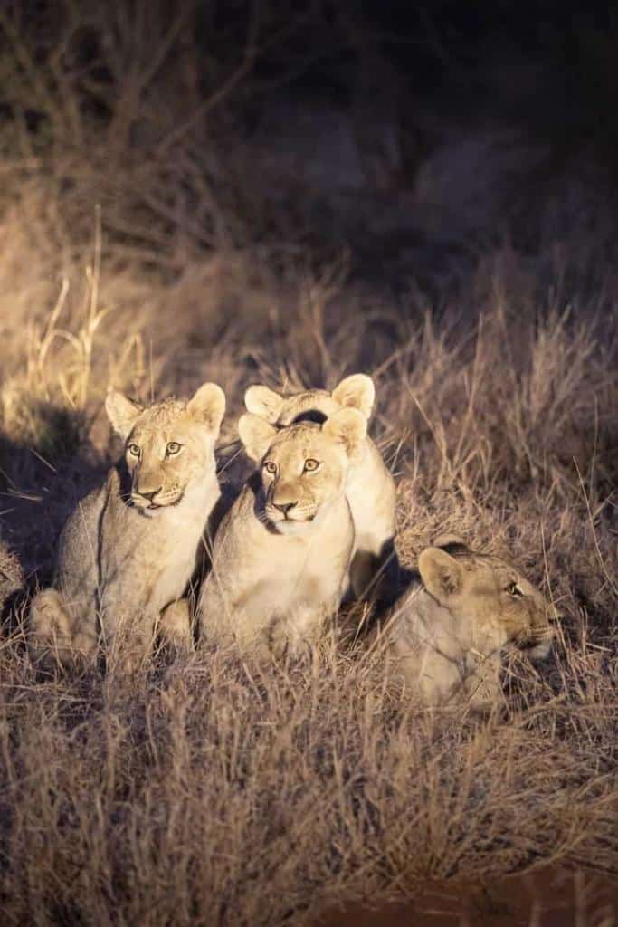 Tau Game Lodge Madikwe Game Reserve, South Africa