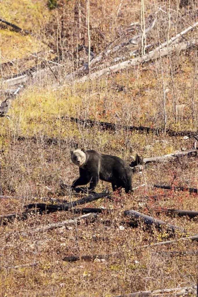 Banff National Park Photography Guide - Bear