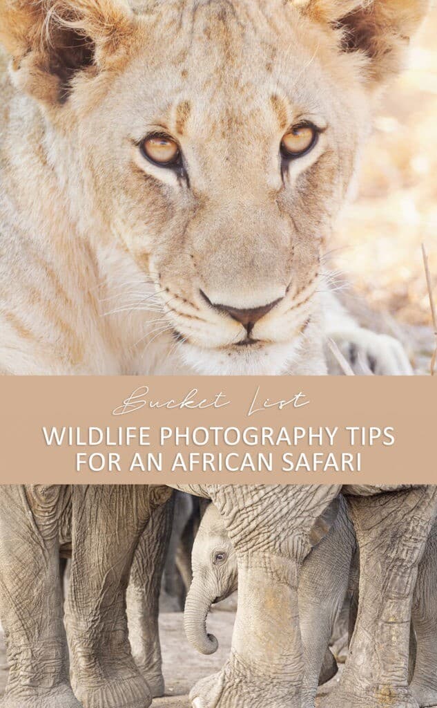 South african safari experience and wildlife photography tips