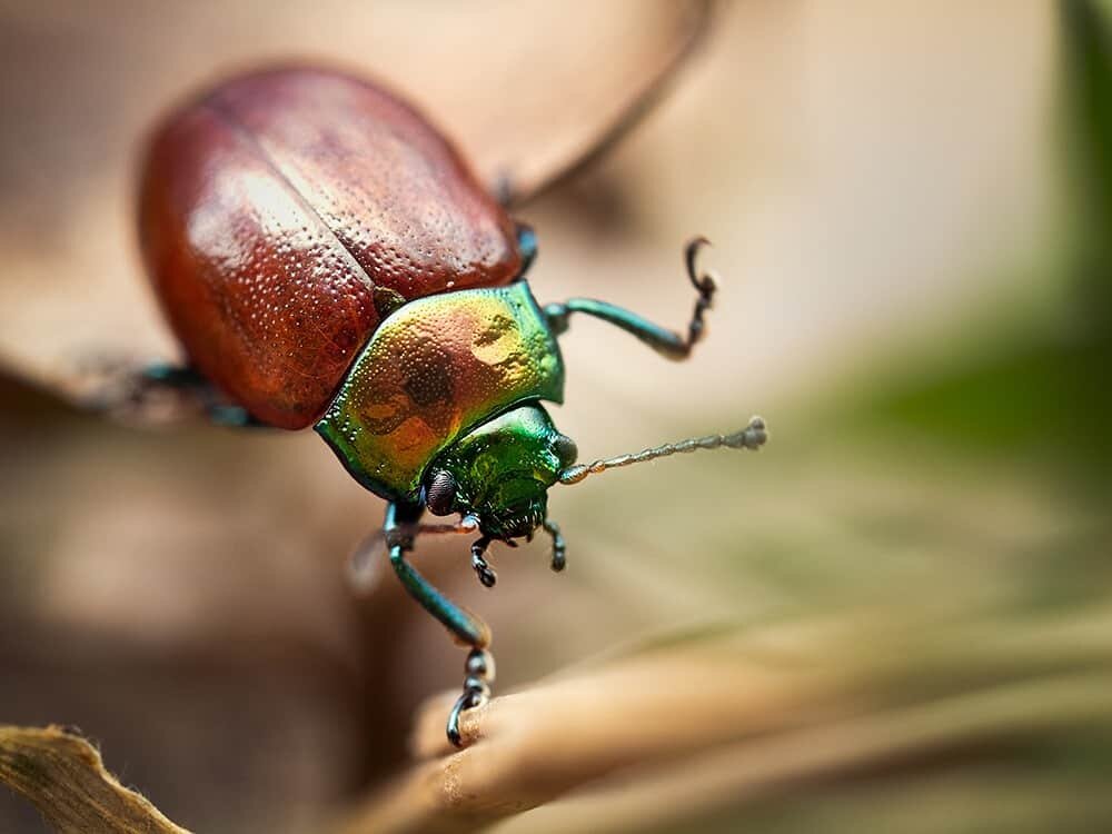 Macro Photography Image by Geraint Radford