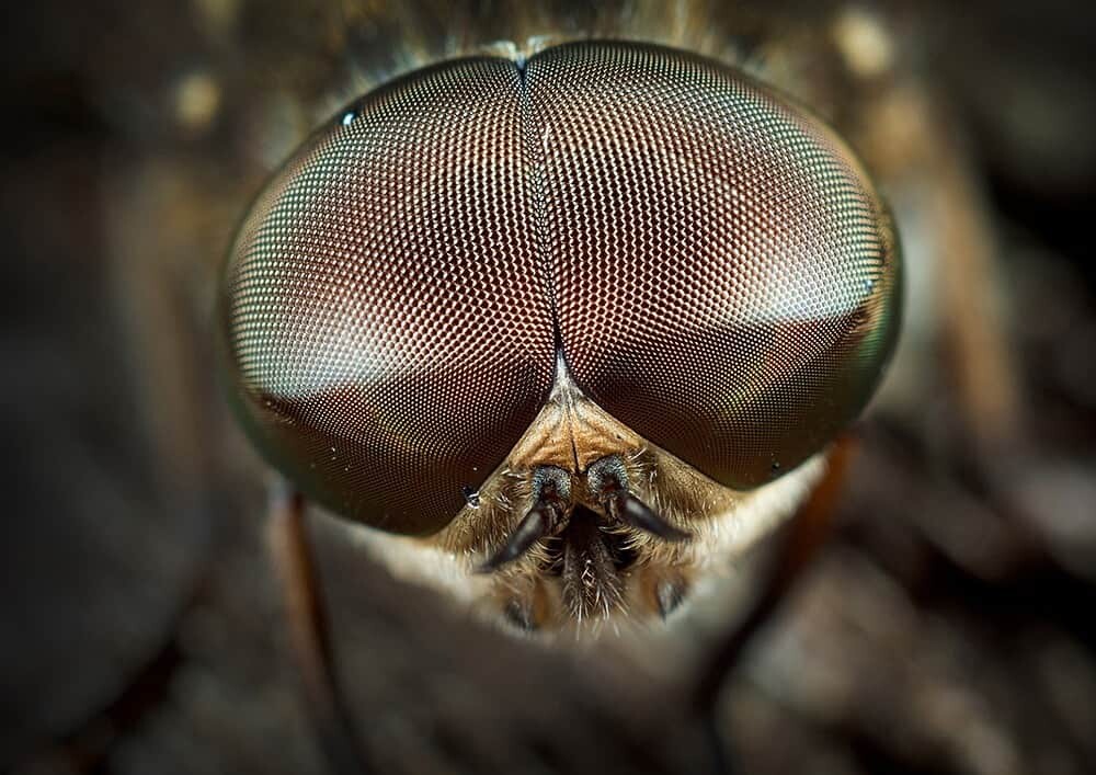 Macro Photography Image by Geraint Radford