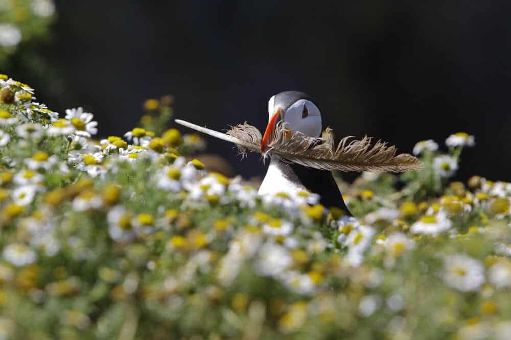 Puffins in Iceland - Where to see Puffins in Europe, Iceland and tips on how to photograph them. 