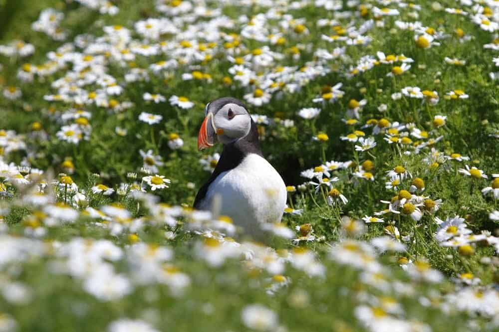 Puffins in Iceland - Where to see Puffins in Europe, Iceland and tips on how to photograph them.