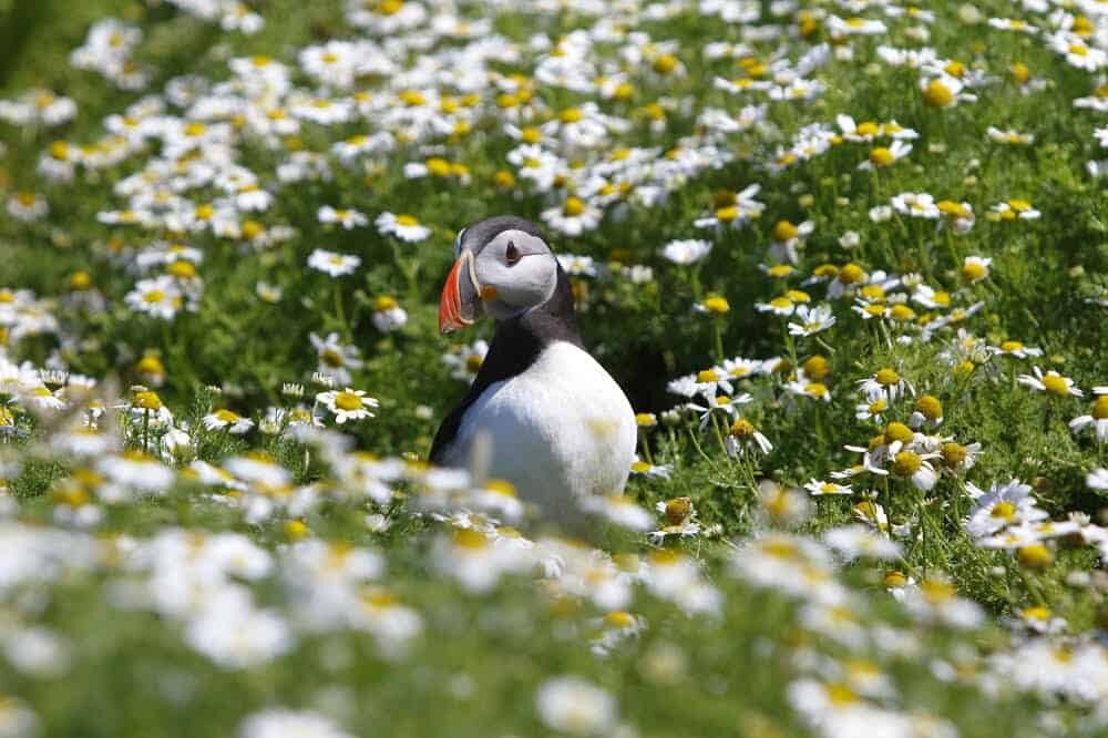 Puffins in Iceland - Where to see Puffins in Europe, Iceland and tips on how to photograph them. 