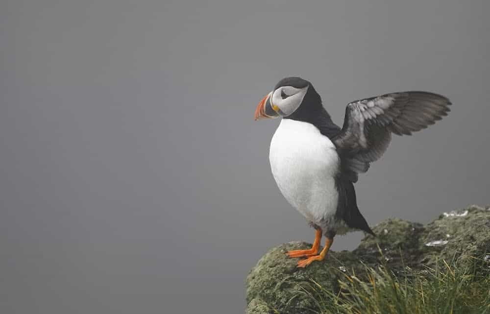 Puffins in Iceland - Where to see Puffins in Europe, Iceland and tips on how to photograph them. 