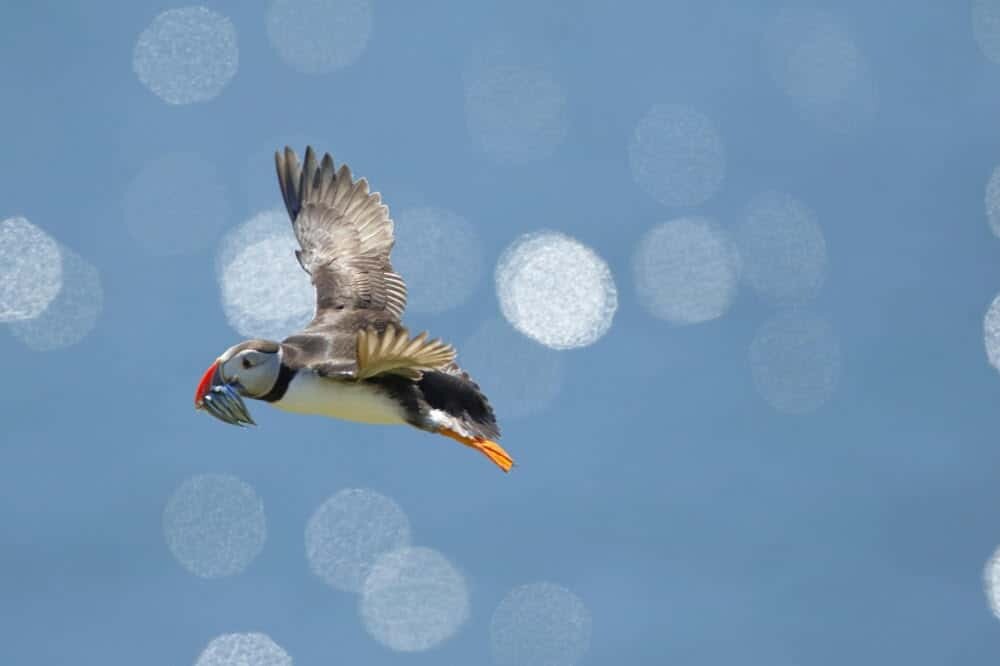 Puffins in Iceland - Where to see Puffins in Europe, Iceland and tips on how to photograph them.