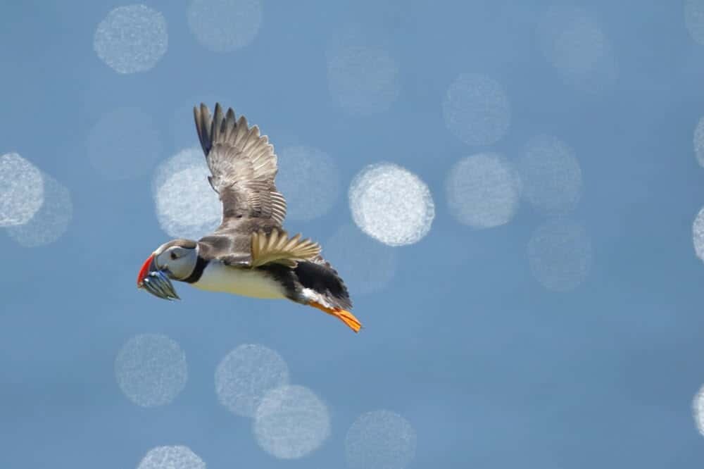 Puffins in Iceland - Where to see Puffins in Europe, Iceland and tips on how to photograph them. 