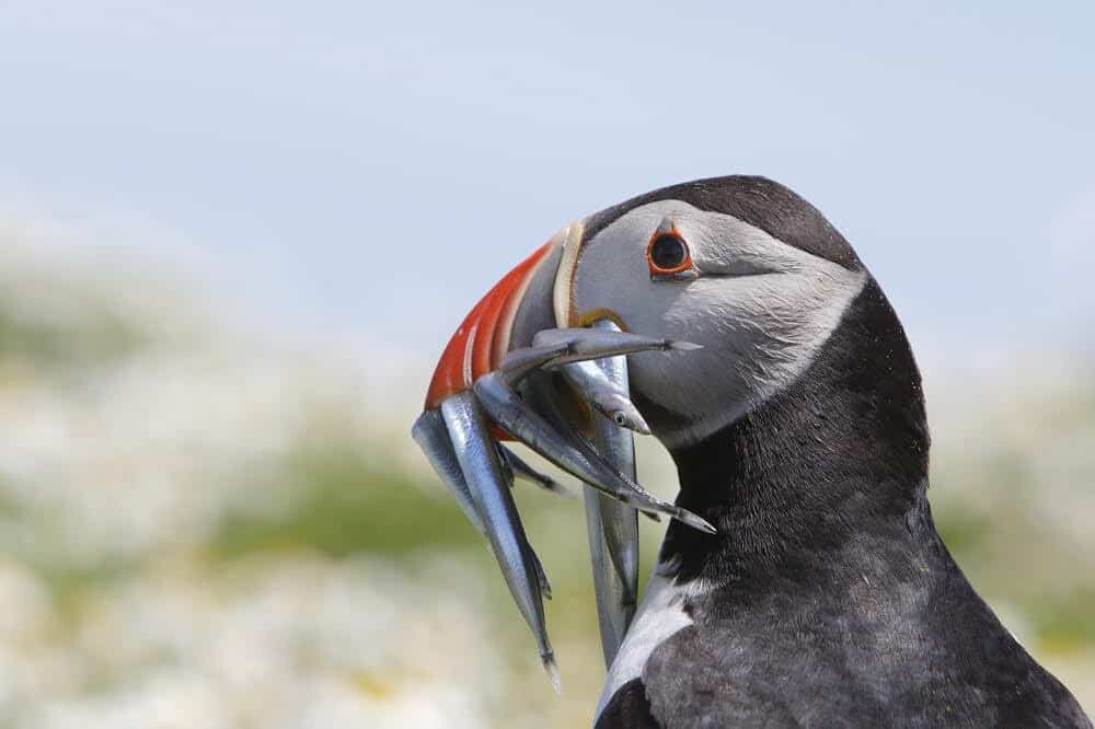 best month to visit outer hebrides