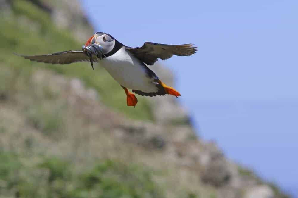 Puffins in Iceland - Where to see Puffins in Europe, Iceland and tips on how to photograph them. 