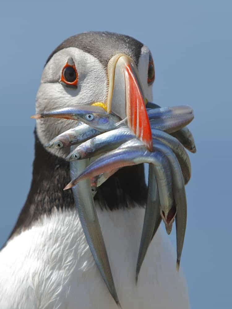 Puffins in Iceland - Where to see Puffins in Europe, Iceland and tips on how to photograph them. 