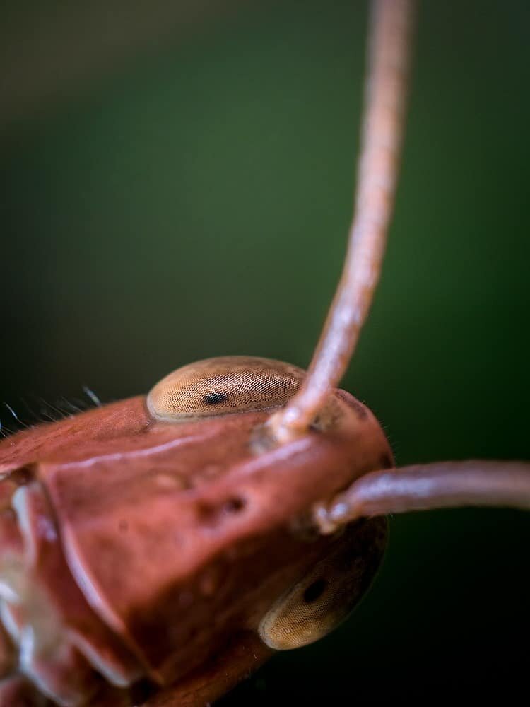 Macro Photography Image by Geraint Radford