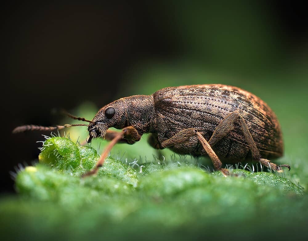 Macro Photography Image by Geraint Radford