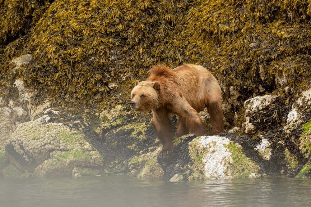 Experience The Great Bear Rainforest at Farewell Harbour Lodge - Photo  Tips, Creative Photography + Travel Guides - The Wandering Lens