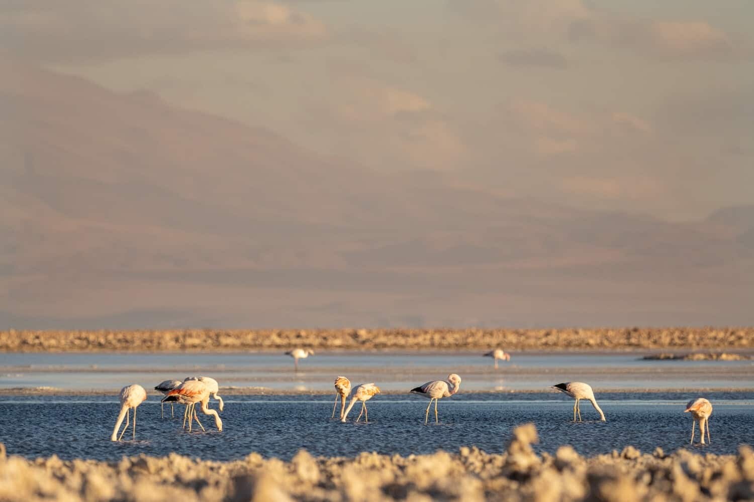 Alto Atacama, San Pedro de Atacama, Chile