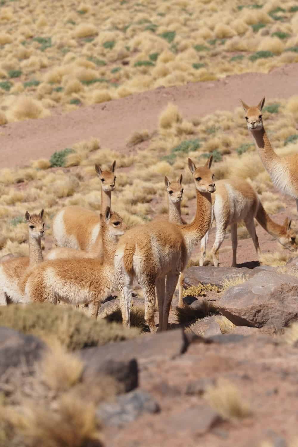 Alto Atacama, San Pedro de Atacama, Chile