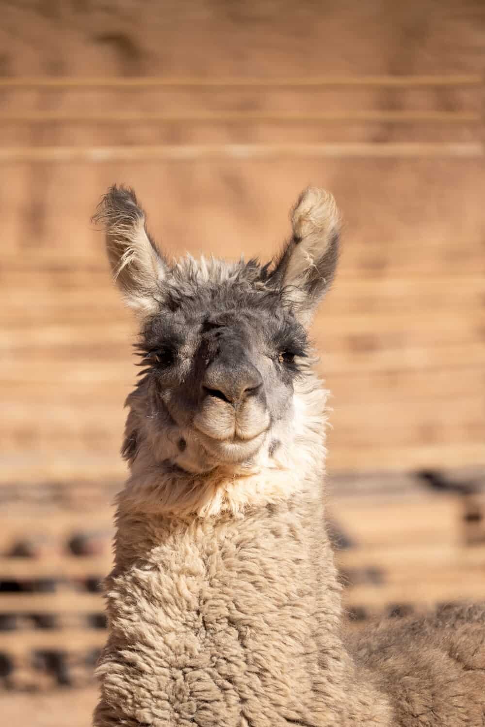 Alto Atacama, San Pedro de Atacama, Chile