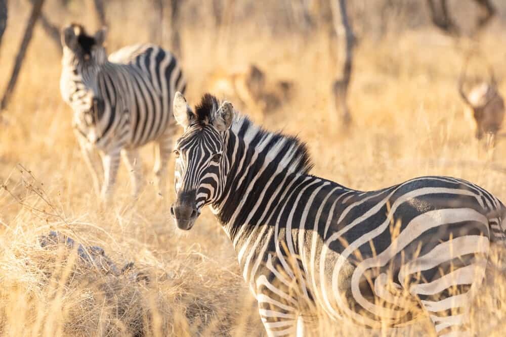 Kapama Private Game Reserve, Hoedspruit, South Africa